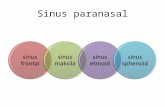 Ppt Sinusitis