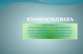 Presentasi No 4 7 Endomikoriza
