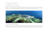Biota Laut Yg Dilindungi - PP No. 7 Thn 1999