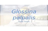 Glossina palpalis (Parasitologi)