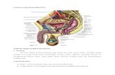 Anatomi Organ Reproduksi Pria dan nutrisi untuk kesuburan