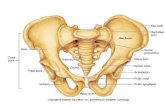 SP Pelvis Anatomi