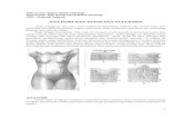 85184942 Anatomi Dan Patologi Payudara2