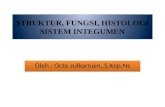 Struktur, fungsi, histologi sistem integumen