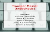 transport bulk endocytosis