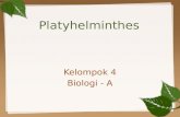 Power Point Platyhelminthes