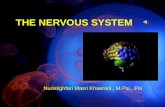 3.the nervous system