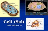 Cell (sel) 2