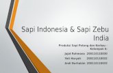 Sapi Indonesia & sapi zebu India JAY