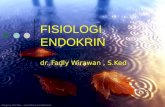 Fisiologi endokrin 2