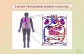 Sistem peredarah darah