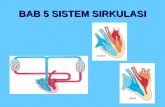 Bab 5 sistem sirkulasi