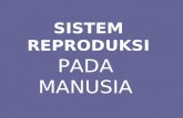 Sistem reproduksi pada manusia
