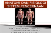 Anatomi dan fisiologi sist. pencernaan