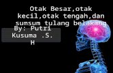 Otak besar,otak kecil,otak tengah,dan sumsum tulang belakang