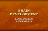 Materi brain development