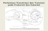Kel 3 perbedaan transkripsi dan translasi pada prokariot dan eukariot