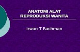 1.anatomi alat reproduksi wanita
