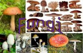 Bab 5-fungi