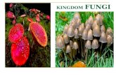 Fungi by POSLEN SIMBOLON, SPd