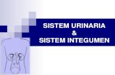 Anatomi & fisiologi sistem urinaria