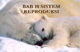 Bab 10 sistem reproduksi