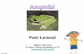 Amphibia Classification- Klasifikasi Amphibi