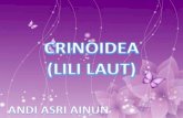 Crinoidea (lili laut)