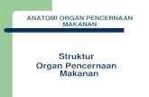Organ pencernaan