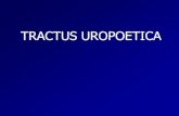 Tractus uropoetica SEMESTER 2 kd 2 anatomy