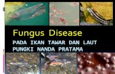 Fungus disease of Fresh water and marine