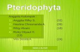 Pteridophyta - Paku Tanduk Rusa