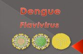 Dengue "flavivirus"