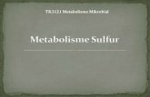 Metabolisme sulfur