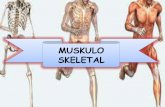 Muskulo Skeletal