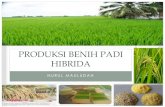 Presentasi benih padi hibrida (Nurul Mauludah)