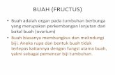 pengertian Buah (fructus)