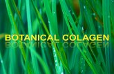 Training botanical colagen