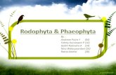 Rodophyta & phaeophyta