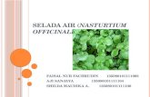 SELADA AIR (Nasturtium officinale)