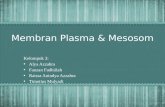 Membran Plasma & Mesosom