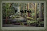 Biologi plantae