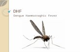 Dengue Haemorraghic Fever - UNUSA S1 KEP 3C