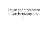 Organ yang berperan dalam hematopoiesis