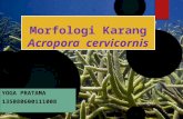 Acropora  cervicornis