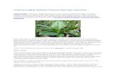 Panduan lengkap budidaya tanaman hias daun anthurium