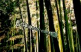 As setes verdades sobre o bambu