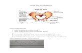 Resume Anatomi Panggul