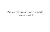 Mikroorganisme Normal Pada Rongga Mulut