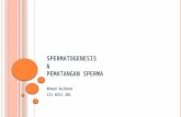 Spermatogenesis Dan Pematangan Sperma
